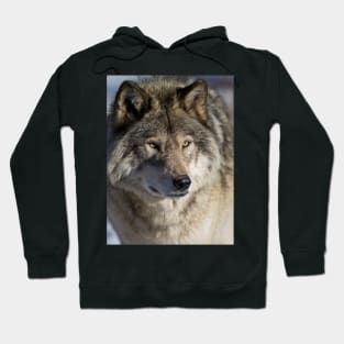 Timber Wolf Hoodie